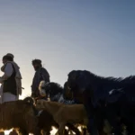 فائو از درمان ۶۸۰ رأس مواشی و دفن امن ۳۳۰۰ لاشه در مناطق زلزلهزده افغانستان خبر داد