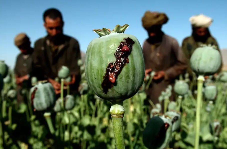 پاکستان جایگاه افغانستان را به‌عنوان بزرگ‌ترین تولیدکننده تریاک جهان گرفت