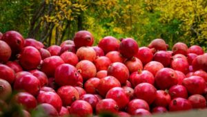 Pomegranate export