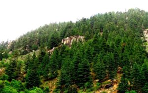 Cutting trees in Afghanistan