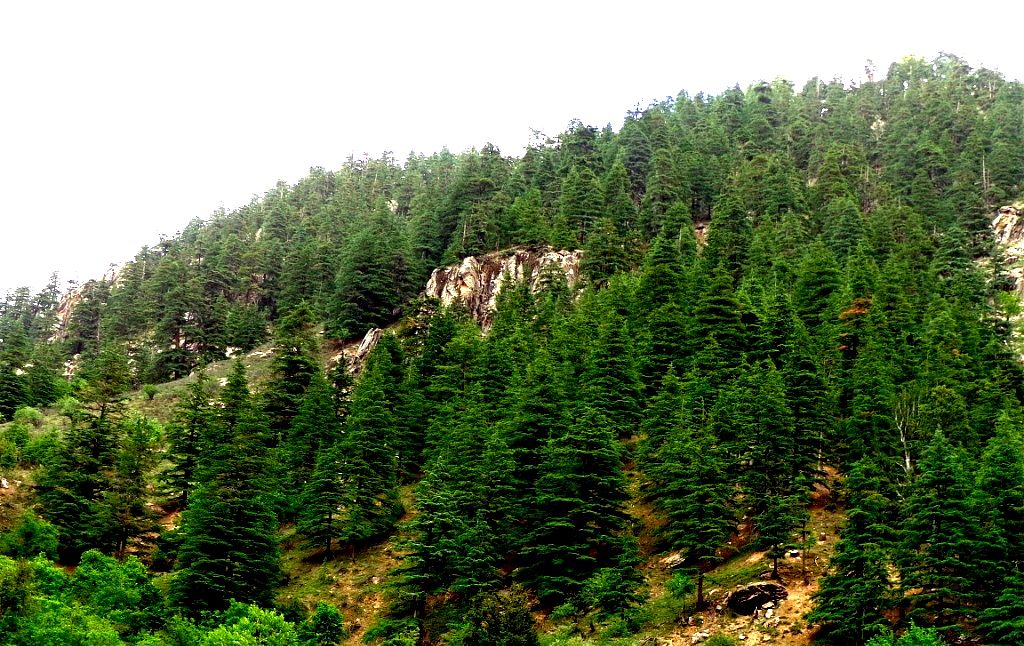 Cutting trees in Afghanistan