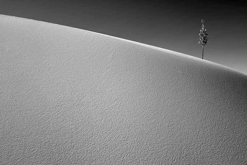 بهترین عکسهای سال ۲۰۲۵ از نگاه ویراستاران DPReview (۲۴ مورد برتر) یوکا در شنهای سفید نیومکزیکو