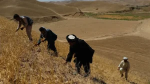 بحران معیشتی کشاورزان شمال در سایه عدم کشت جایگزین