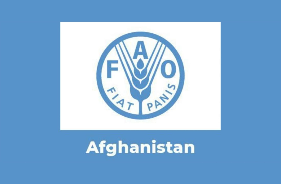 تأکید فائو بر ضرورت ایجاد محیطهای دیجیتال امن برای نقشآفرینی زنان افغانستان