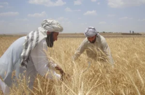 کمک یک میلیون دالری عربستان به بخش کشاورزی افغانستان