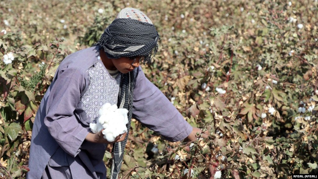 پنبه، د افغانستان لپاره نوې بدیل کښت او صادراتي فرصت