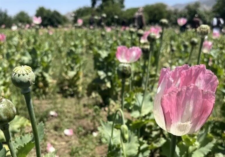 سازمان ملل: بدون اقتصاد جایگزین، خطر بازگشت خشخاش جدی است