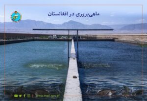 طالبان از تصویب طرح توسعه سکتور پرورش ماهی و زراعت خبر داد