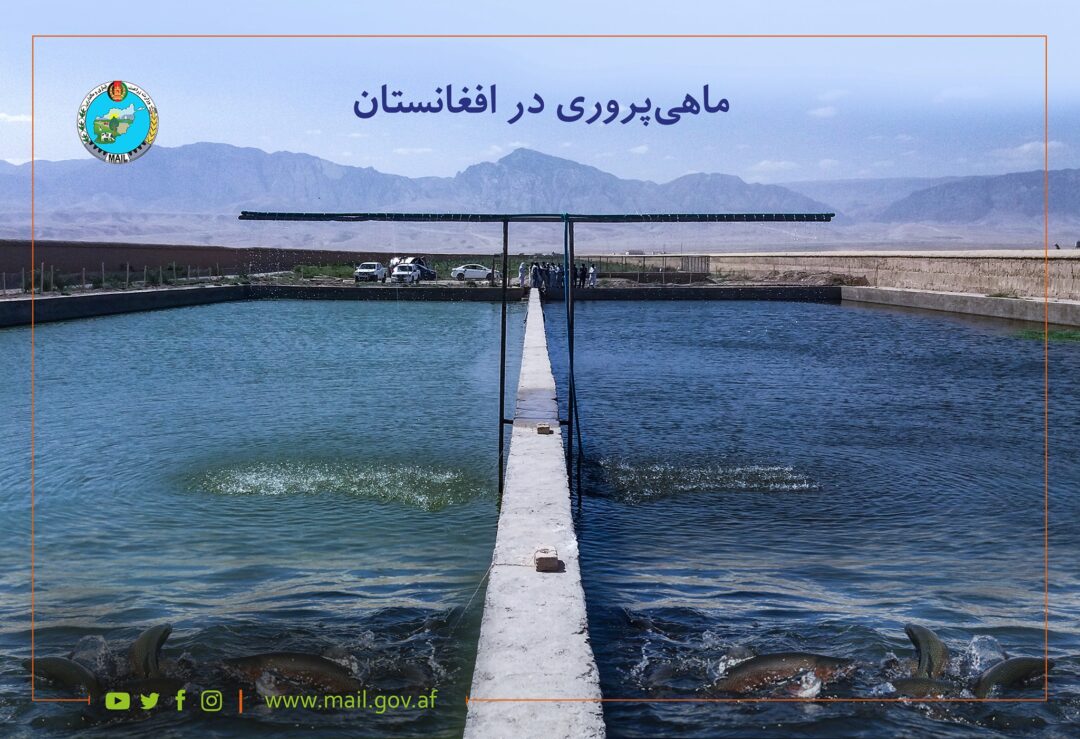 طالبان از تصویب طرح توسعه سکتور پرورش ماهی و زراعت خبر داد