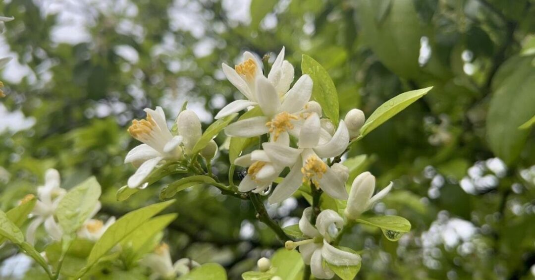 جشنواره‌ی گل نارنج در ننگرهار به تعویق افتاد