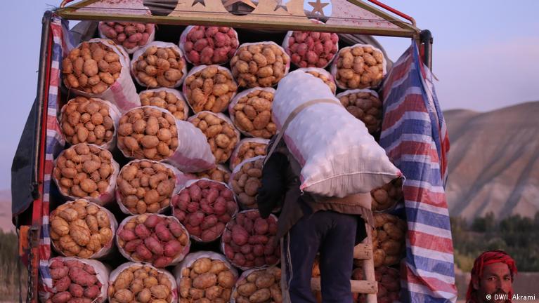 صادرات کچالوی بامیان به اوزبیکستان افزایش می‌یابد