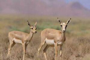 طالبان از کاهش چشمگیر نسل آهوی نخچیر در واخان خبر داد