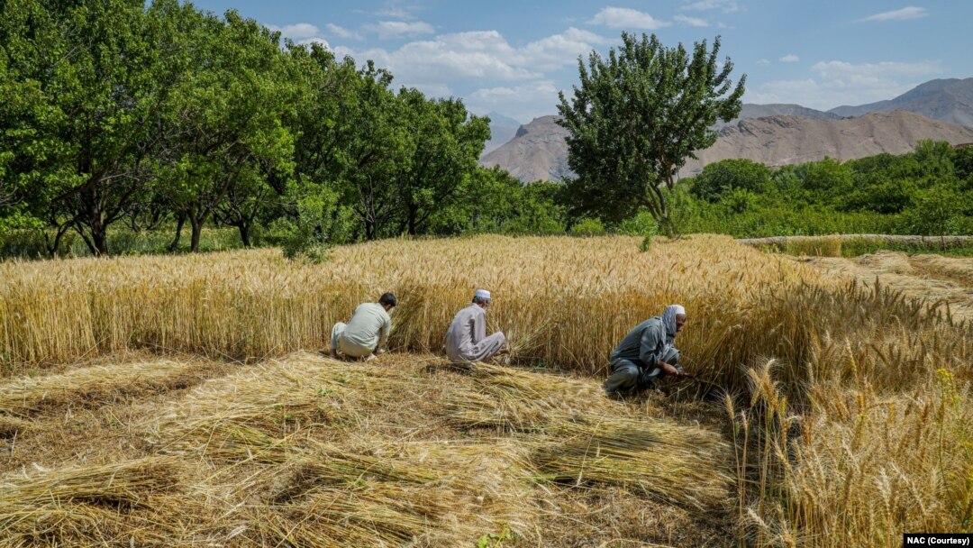 گسترش آفت کشفک در مزارع غرب افغانستان