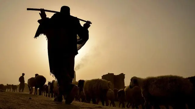 واکسین شدن بیش از نُه میلیون راس حیوان در افغانستان