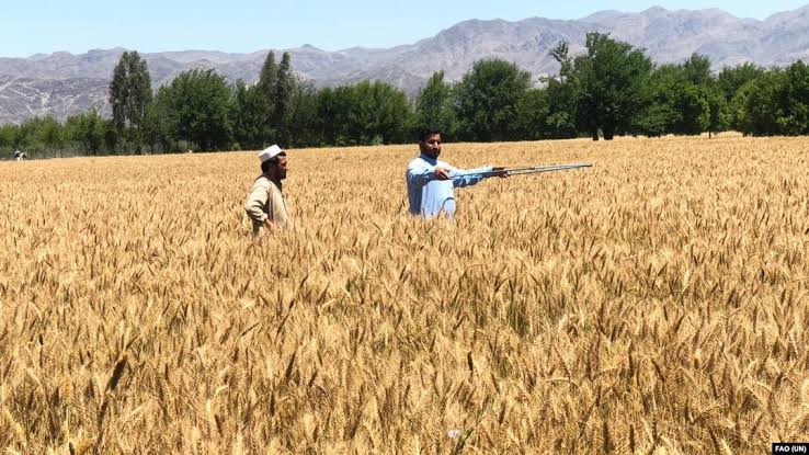 افزایش ۱۳ درصدی تولید گندم در افغانستان