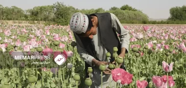 سازمان ملل از کاهش ۹۲ درصدی درآمد کشاورزان افغانستان از کشت و فروش تریاک خبر داد