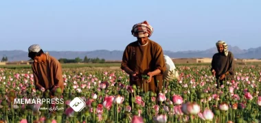 افغانستان در صدر کشورهای کشت و تولید تریاک در جهان