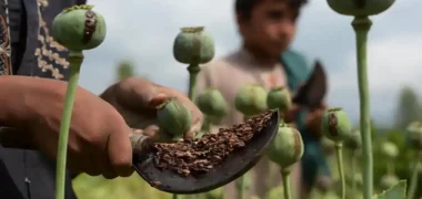 سازمان ملل از افزایش کشت خشخاش در افغانستان خبر داد