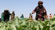 سازمان ملل از کاهش ۹۵ درصدی کشت مواد مخدر در افغانستان خبر داد