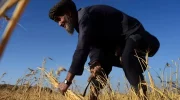طالبان : کشت گندم در افغانستان به بیش از دو میلیون هکتار رسید