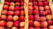 Afghanistan apple export
