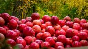 Pomegranate export