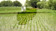 fao-in-afg