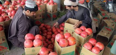 شیرینی انار در اقتصاد افغانستان ؛ عایدی ۲۰ میلیون دالری از صادرات انار در سال روان