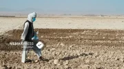 فائو : ادامه خشک‌سالی دغدغه‌ی اصلی کشاورزان افغانستان است