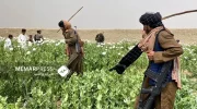 طالبان : قاچاق مواد مخدر ادامه دارد؛ اما حاکمیت به مبارزه آن ادامه می دهد