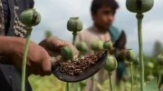 کاهش ۹۵ درصدی کشت کوکنار در افغانستان