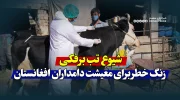 شیوع تب برفکی، زنگ خطر برای معیشت دامداران افغانستان