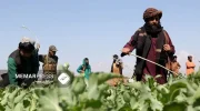 سازمان ملل از کاهش ۹۵ درصدی کشت خشخاش در افغانستان خبر داد