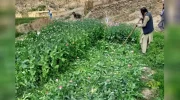 تخریب ۱۱ جریب زمین کشت کوکنار در بامیان
