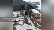 تلف شدن بیش از ۳۰ هزار مواشی در پی برف‌باری و سرما در افغانستان در هفت ولایت کشور