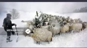 طالبان از تلف شدن ٥٠ هزار راس مواشی در ولایت بادغیس خبر داد