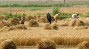 تأثیر جنگ و تغییرات اقلیمی بر معیشت ۱۴ میلیون افغانستان