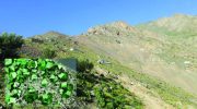 زمرد-پنجشیر-770x433-1-768x432