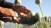 نشست هماهنگی مبارزه با مواد مخدر طالبان در کابل برگزار شد