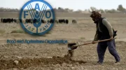 روز جهانی غذا؛ فائو: یک سوم جمعیت با گرسنگی دست و پنجه نرم می‌کنند