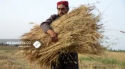 فائو: افغانستان نیازمند برنامه اظطراری است