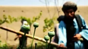 سیگار : پروژه 9 میلیارد دالری آمریکا برای مبارزه با مواد مخدر در افغانستان شکست خورد