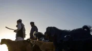 فائو از درمان ۶۸۰ رأس مواشی و دفن امن ۳۳۰۰ لاشه در مناطق زلزله‌زده افغانستان خبر داد