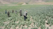 ضیا ‌احمد تکل: کشت کوکنار در افغانستان به صفر رسیده است