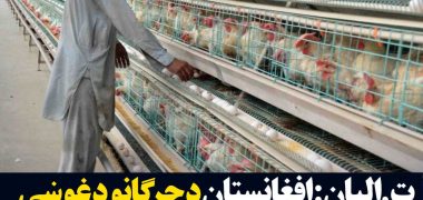 پشتو-مرغ
