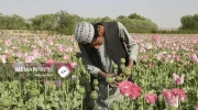 سازمان ملل از کاهش ۹۲ درصدی درآمد کشاورزان افغانستان از کشت و فروش تریاک خبر داد