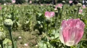 سازمان ملل : نبود کشت جایگزین در افغانستان معیشت ۷ میلیون نفر را مختل کرده است