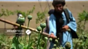 کشت جایگزین در افغانستان وزارت داخله طالبان خواستار همکاری سازمان ملل برای کشت جایگزین مواد مخدر در افغانستان شد