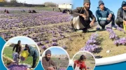 حمایت برنامه جهانی غذا از کشاورزان افغانستان برای توسعه کشت زعفران