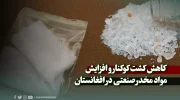 کشت کوک